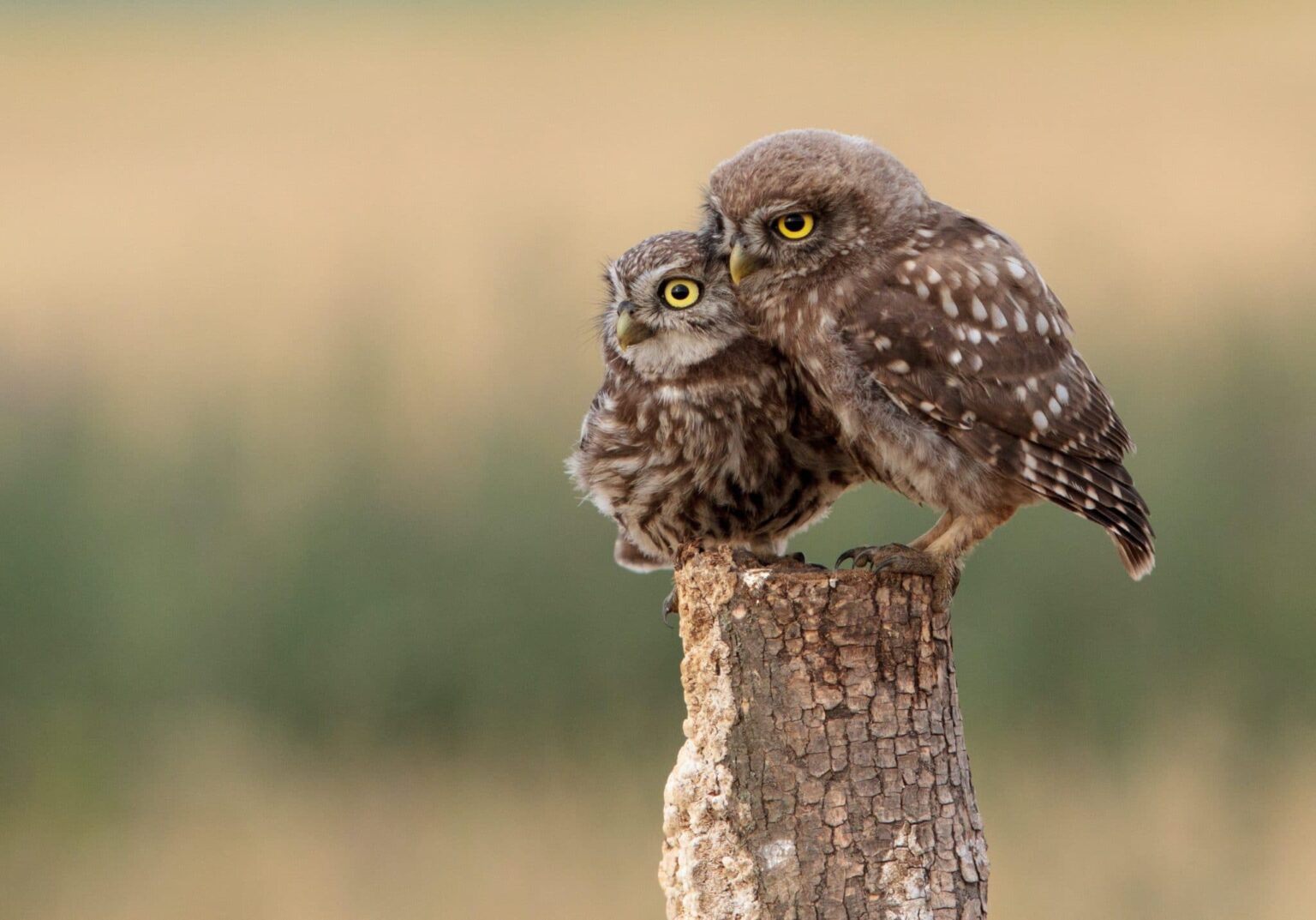 A parent owl and a baby owl sitting on a stump