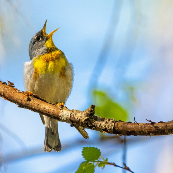 yellow bird with a grey head sits on a branch. the sky is bright blue and the bird is in focus but the background is not. the bird has its head back and mouth open in song.