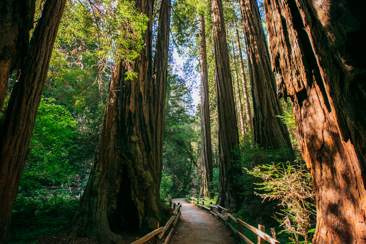 Image of Redwood Trees stretching upwards with a wooden elevated path in the middle of the John Muir Forest near San Francisco, California